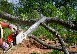 How Our Tree Care Process Works  in White River Junction, VT